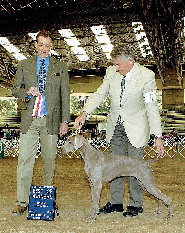 Bulleit_Conejo_Kennel_Club_Show_Winners_Bitch_1st_Point_637x800_300dpi.jpg - 137.26 K