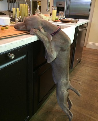 bad_bulleit_fern_08022014.jpg - 137.26 K