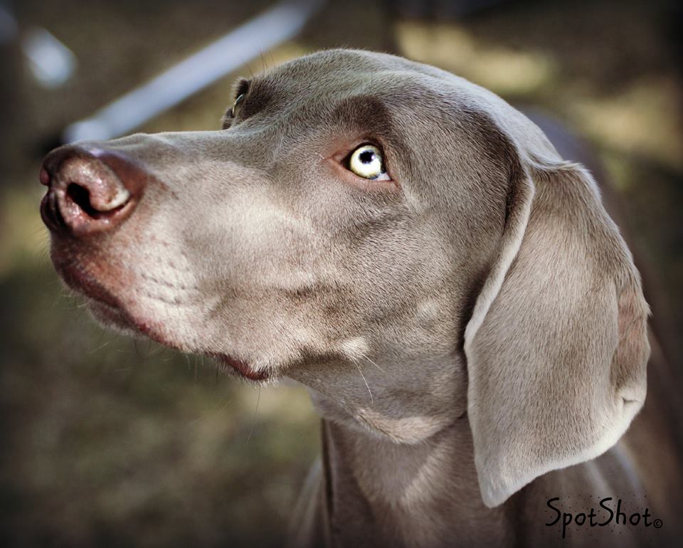 bulleit_ring_side_lake_mathew_kennel_club_04262015.jpg - 137.26 K