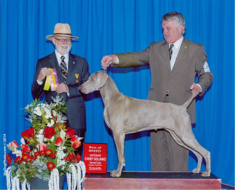 Katie_BOB_Veteran_Chief_Solano_Kennel_Club_1_2014_950x770_300dpi.jpg - 155.63 K