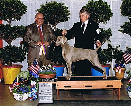 Katie_BOB_Veteran_San_Fernando_Kennel_Club_2013_422x342_300dpi_300dpi.jpg - 51.76 K
