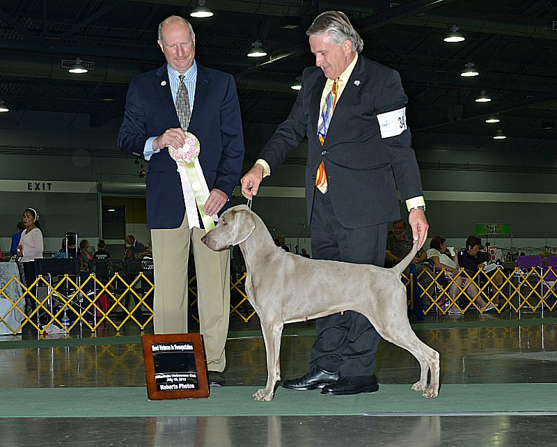 Williamette_Weimaraner_Club_Sweepstakes_800x642_300dpi.jpg - 155.63 K
