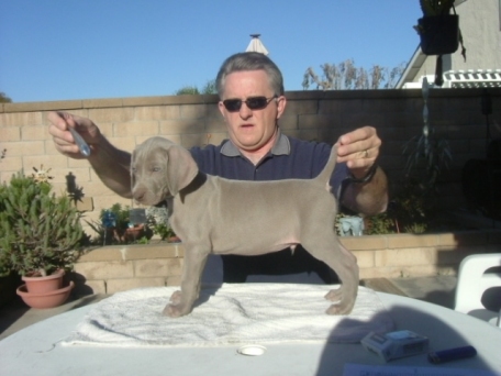 blue_puppy_0296.jpg - 89.88 K