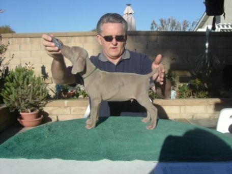 green_puppy_0301.jpg - 94.60 K