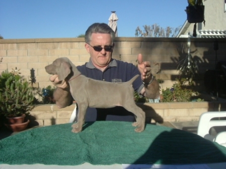 mauve_puppy_0315.jpg - 94.32 K