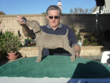 periwinkle_puppy_0302.jpg - 95.19 K