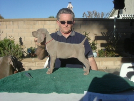 red_puppy_0306.jpg - 92.33 K