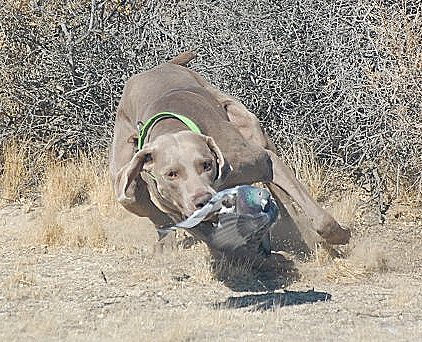 Lance_Chasing_Pigeon.jpg - 128.21 K