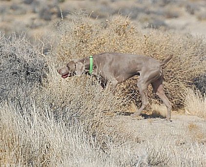 Lance_Pointing.jpg - 128.21 K