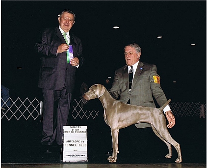 Misty_BBE_Antelope_Valley_Kennel_Club_2009.jpg - 100.02 K