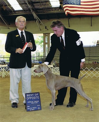 Misty_BOS_Angeles_Canyon_Dog_Club_2012_342x422_300dpi.jpg - 106.57 K