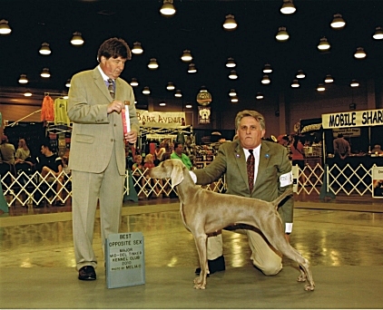 Misty_BOS_GCH_Major_Mid-Del_Tinker_Kennel_Club__2010.jpg - 130.11 K