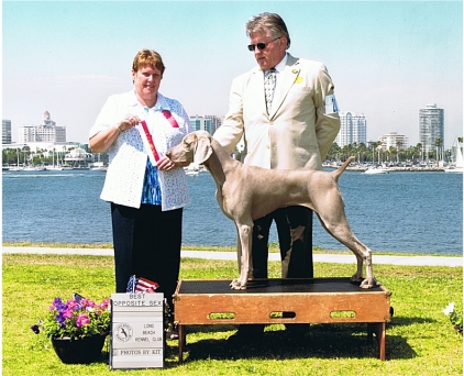 Misty_BOS_Long_Beach_Kennel_Club_2011.jpg - 137.26 K