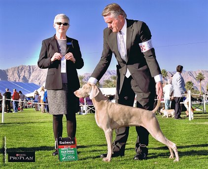 Misty_SEL_Bitch_GCH_Major_Kennel_Club_of_Palm_Springs_422x342_300dpi.jpg - 106.57 K