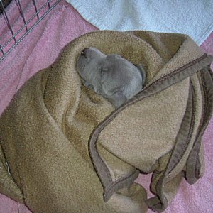 Charlotte_1_3weeks.jpg - 20.4 K