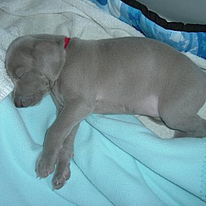 Fern_2_3weeks.jpg - 20.4 K