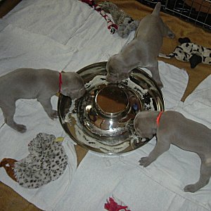 First_Meal_3weeks.jpg - 20.4 K