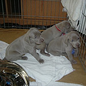 Hanging_out_3weeks.jpg - 20.4 K