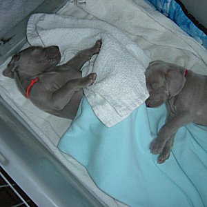 Nellie_and_Fern_1_3weeks.jpg - 20.4 K