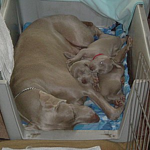 Resting_with_Mom_3weeks.jpg - 20.4 K