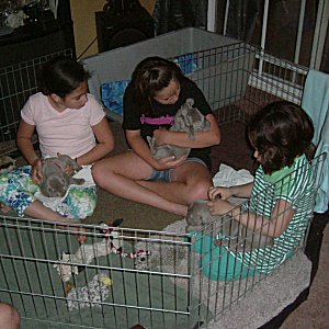 Socialization_3weeks.jpg - 20.4 K