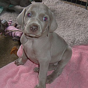 Charlotte_1_4weeks.jpg - 20.4 K