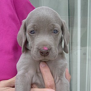 Charlotte_2_4weeks.jpg - 20.4 K