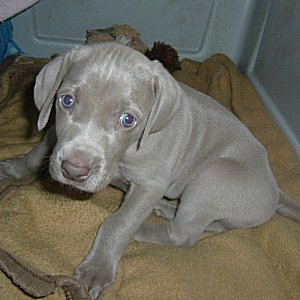 Fern_1_4weeks.jpg - 20.4 K