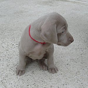 Fern_2_4weeks.jpg - 20.4 K