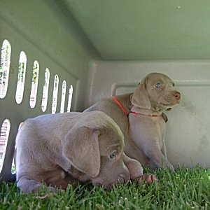 Inside_Fort_4weeks.jpg - 20.4 K