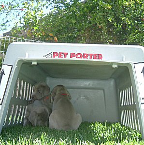 Our_Fort_4weeks.jpg - 20.4 K