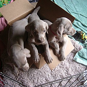 Dogs_in_a_Box_5weeks.jpg - 20.4 K