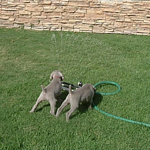 More_Water_Play_5weeks.jpg - 20.4 K