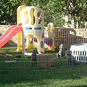 Our_Playground_5weeks.jpg - 20.4 K