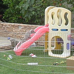 Slide_1_5weeks.jpg - 20.4 K