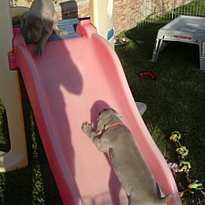 Slide_2_5weeks.jpg - 20.4 K