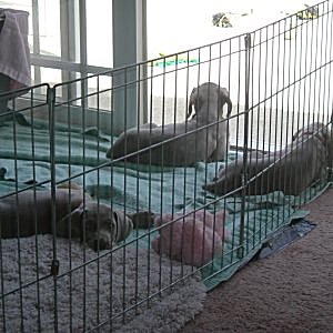 Us_being_big_Dogs_5weeks.jpg - 20.4 K