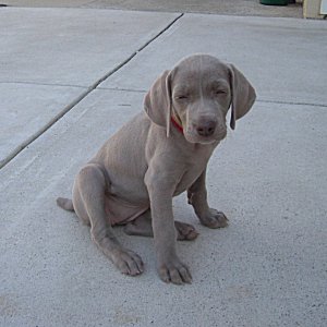 Fern_1_6weeks.jpg - 20.4 K