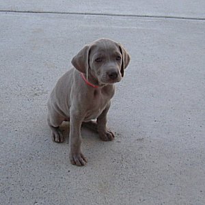 Nellie_1_6weeks.jpg - 20.4 K