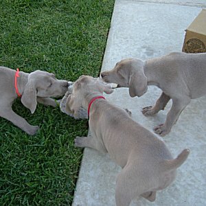 Tug_a_War_1_6weeks.jpg - 20.4 K