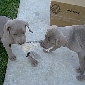 Tug_a_War_2_6weeks.jpg - 20.4 K