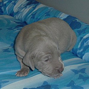 charlotte_13_days.jpg - 20.4 K