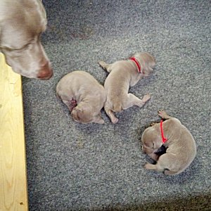 misty_and_litter_30_minutues.jpg - 20.4 K