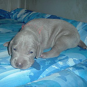 nellie_13_days.jpg - 20.4 K