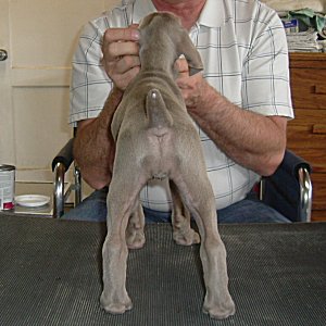 Charlotte_Rear_1.jpg - 20.4 K