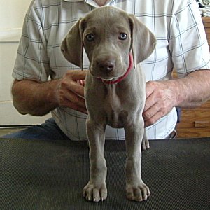 Fern_Front_1.jpg - 20.4 K