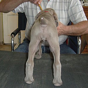 Fern_Rear_1.jpg - 20.4 K