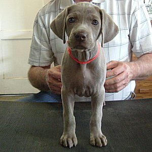 Nellie_Front_1.jpg - 20.4 K