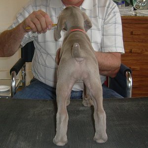 Nellie_Rear_1.jpg - 20.4 K