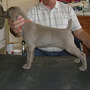 Nellie_Side_1.jpg - 20.4 K